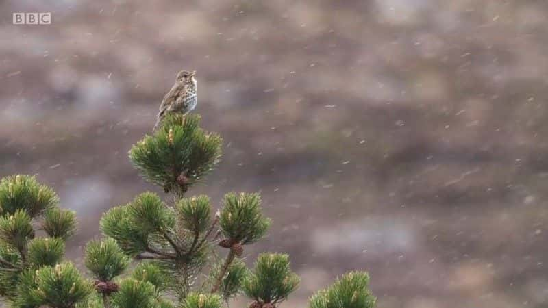 纪录片《Springwatch：苏格兰冒险 Springwatch: Scottish Adventure》[无字] [BT][DVD画质]资源下载