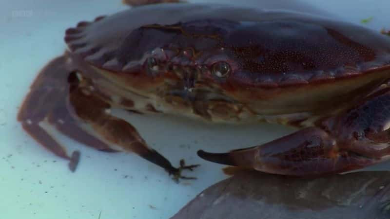 纪录片《岩石池的秘密生活 (BBC) The Secret Life of Rock Pools (BBC)》[无字][BT][1080P]资源下载