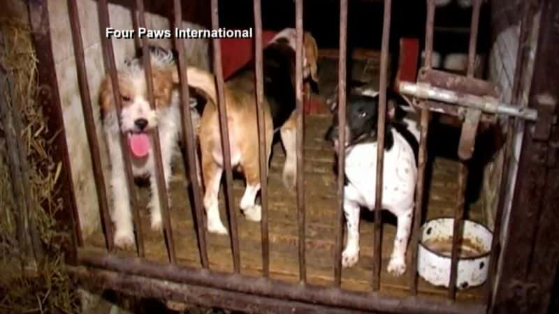 纪录片《廉价狗贸易背后的真相 The Truth Behind the Bargain Dog Trade》[无字][BT][720P]资源下载