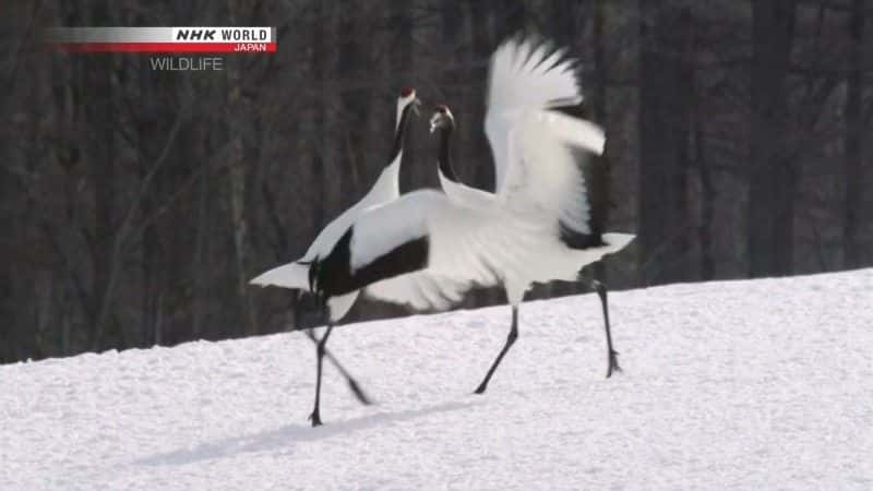 纪录片《丹顶鹤 水浒传说 丹顶鹤 Tancho Legend of the Marshes Red Crowned Crane》[无字] [BT][DVD画质][DVD]双画质资源下载