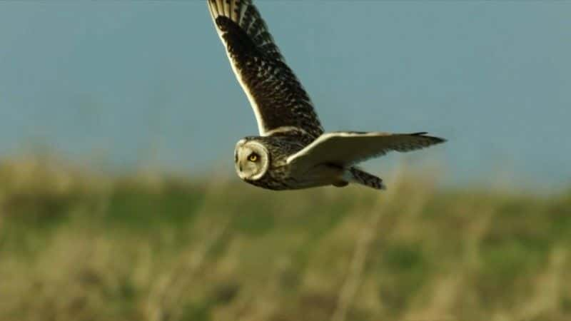 ¼Ƭ2021 괺۲ Springwatch 20211080P-Ļ/Ļ