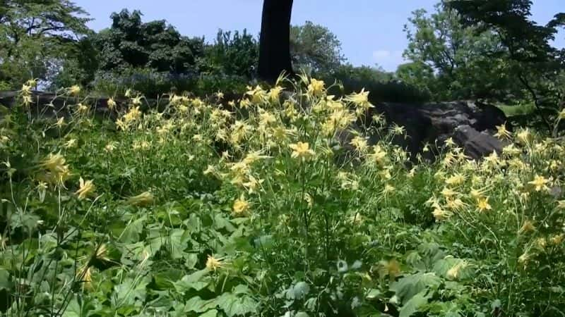 纪录片《纽约的瑰宝：纽约植物园 Treasures of New York: New York Botanical Garden》[无字][BT][1080P][DVD]双画质资源下载