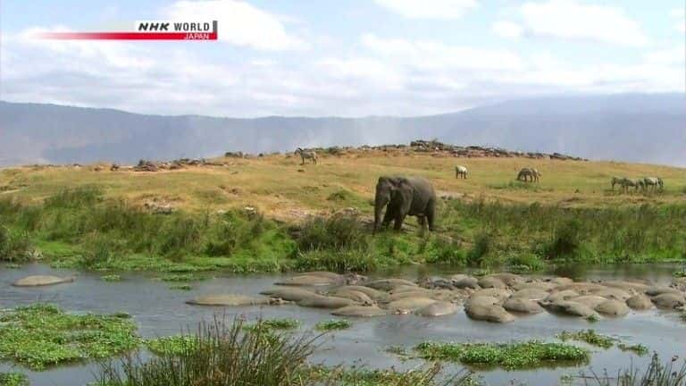 纪录片《不可思议的伊甸园：恩戈罗恩戈罗火山口 Unlikely Eden: Ngorongoro Crater》[无字] [BT][DVD画质]资源下载