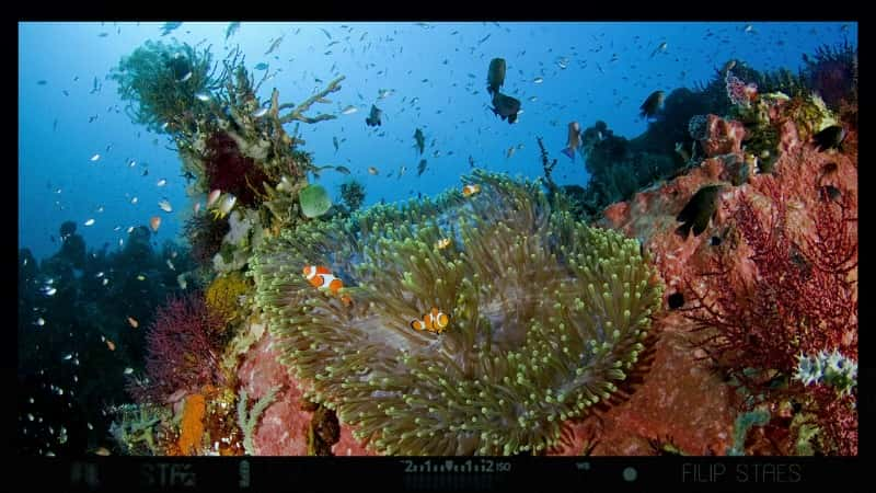 纪录片《水下像素指南 The Underwater Pixelguide》[无字][BT][720P]资源下载