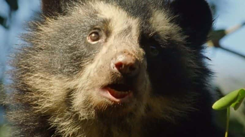 ¼Ƭ۾ܣɭ֮Ӱ (BBC) Spectacled Bears: Shadows of the Forest (BBC)ȫ1-Ļ/Ļ