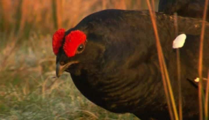 纪录片《鸟类的秘密生活 Secret Life of Birds》[无字][BT][1080P]资源下载