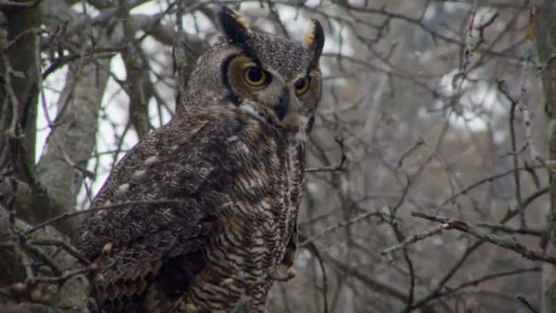 纪录片《猫头鹰的秘密生活 The Secret Life of Owls》[无字] [BT][DVD画质]资源下载