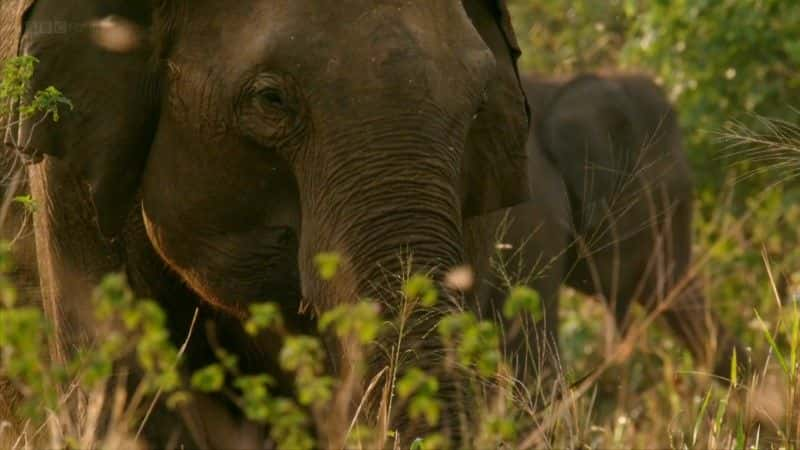 纪录片《斯里兰卡：象岛（BBC） Sri Lanka: Elephant Island (BBC)》[无字] [BT][DVD画质]资源下载