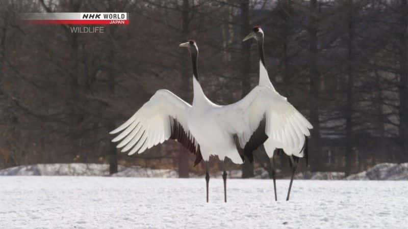 纪录片《丹顶鹤 水浒传说 丹顶鹤 Tancho Legend of the Marshes Red Crowned Crane》[无字] [BT][DVD画质][DVD]双画质资源下载