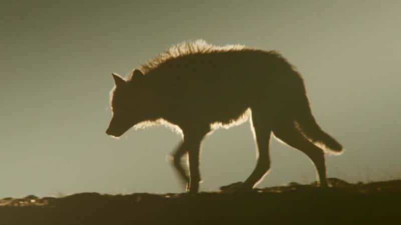 ¼ƬҺѩһ Snow Wolf Family and Meȫ2-Ļ/Ļ