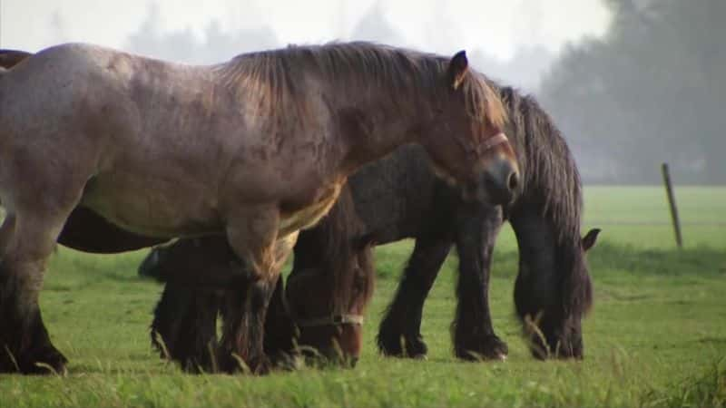 ¼Ƭ (ITV) Heavy Horsepower (ITV)Ļ/Ļ