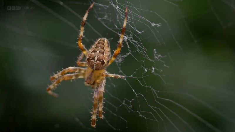 纪录片《蜘蛛屋（BBC） Spider House (BBC)》[无字][BT][720P]资源下载