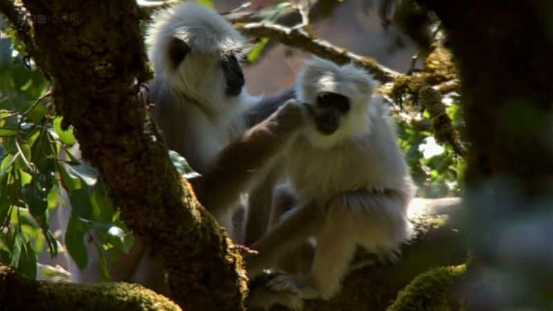 ¼Ƭϲɽ (BBC 1080p) The Himalayas (BBC 1080p)1080P-Ļ/Ļ