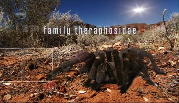 纪录片《塔兰图拉毒蛛：澳大利亚蜘蛛之王 Tarantula: Australia's King of Spiders》[无字][BT][720P]资源下载