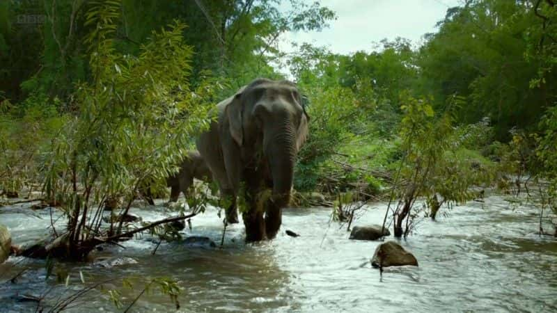 纪录片《泰国：地球上的热带天堂 (BBC) Thailand: Earth's Tropical Paradise (BBC)》[无字][BT][720P]资源下载