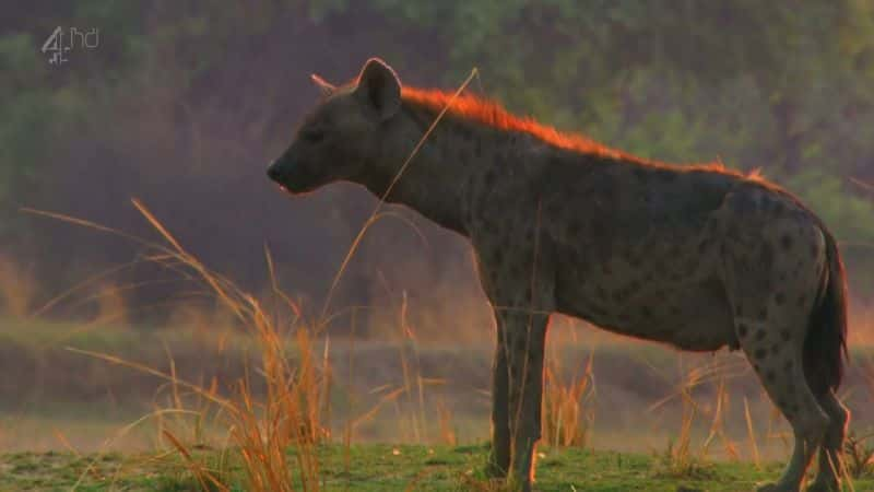 ¼ƬȻĿҰʢ Hippo: Natures Wild FeastĻ/Ļ