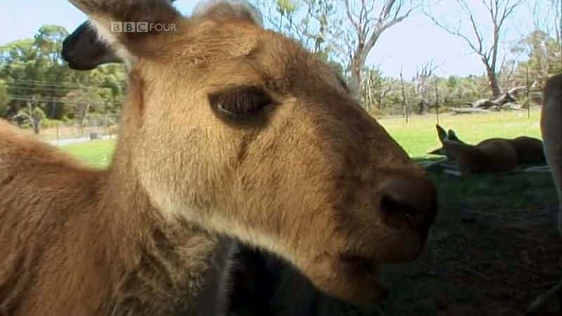 ¼ƬSkippyĴǵһλ Skippy - Australia's First SuperstarĻ/Ļ