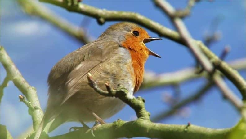 纪录片《Springwatch（BBC Springwatch 2016） Springwatch (BBC Springwatch 2016)》[无字][BT][720P]资源下载