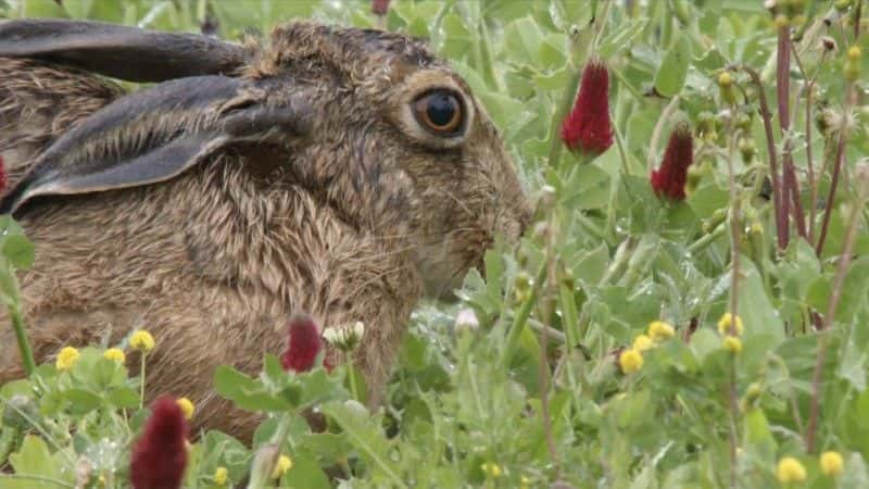 ¼Ƭ2021 괺۲ Springwatch 20211080P-Ļ/Ļ