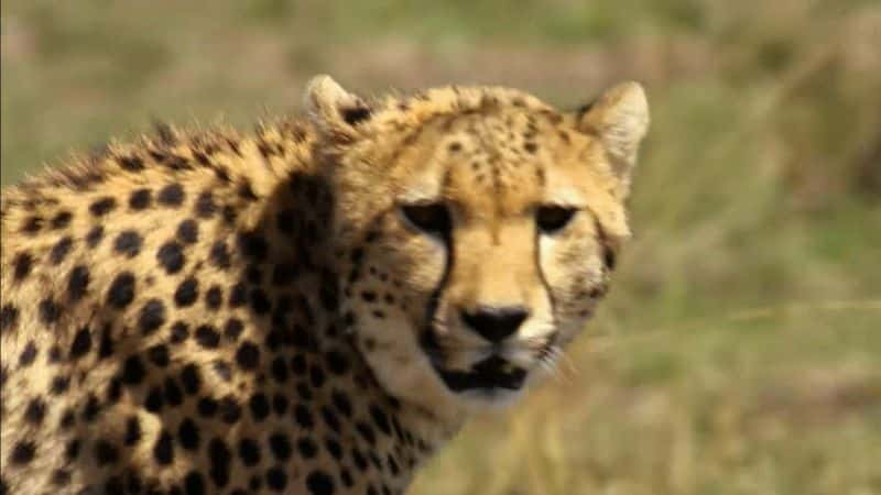 ¼Ƭèƶϵ 1 The Secret Lives of Big Cats: Series 11080P-Ļ/Ļ