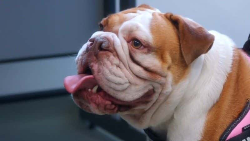 纪录片《拯救英国斗牛犬 Saving the British Bulldog》[无字][BT][720P]资源下载