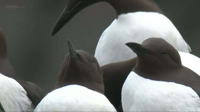 ¼ƬɡȺð Simon King's Shetland Adventure1080Pȫ1-Ļ/Ļ