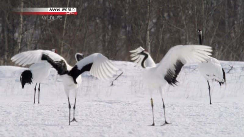 纪录片《丹顶鹤 水浒传说 丹顶鹤 Tancho Legend of the Marshes Red Crowned Crane》[无字] [BT][DVD画质][DVD]双画质资源下载