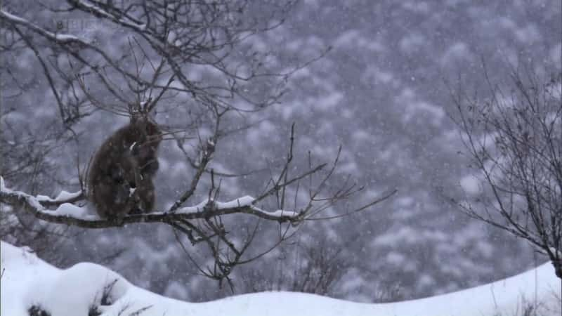 纪录片《雪猴 Snow Monkeys》[无字][BT][1080P]资源下载