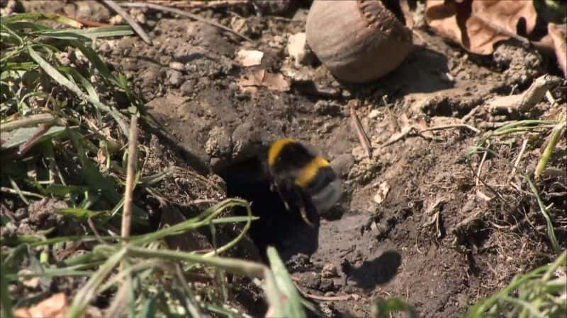 ¼ƬƷ Secrets of Bumblebees1080P-Ļ/Ļ