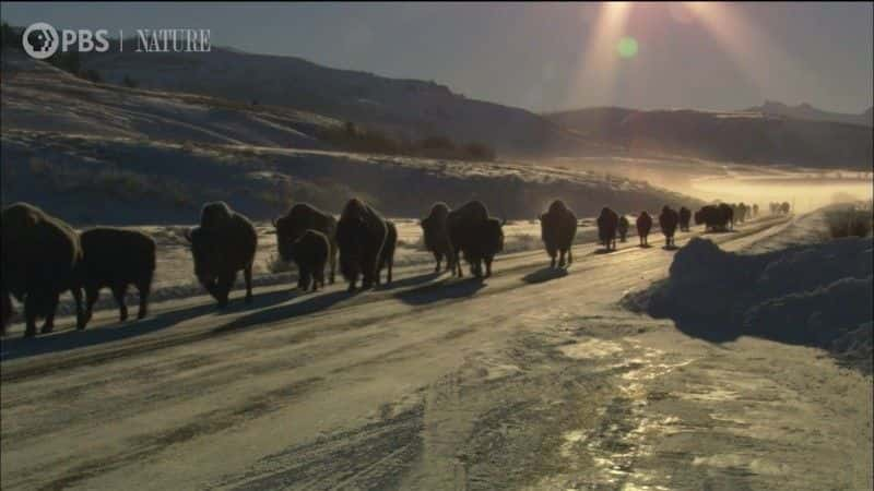 纪录片《景点与声音：黄石公园一小时 Sights and Sounds: An Hour in Yellowstone》[无字][BT][1080P]资源下载