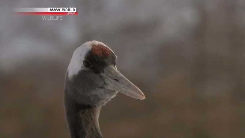 纪录片《丹顶鹤 水浒传说 丹顶鹤 Tancho Legend of the Marshes Red Crowned Crane》[无字] [BT][DVD画质][DVD]双画质资源下载