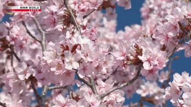 纪录片《北海道东部迎来春天 Spring Arrives in Eastern Hokkaido》[无字][BT][720P]资源下载