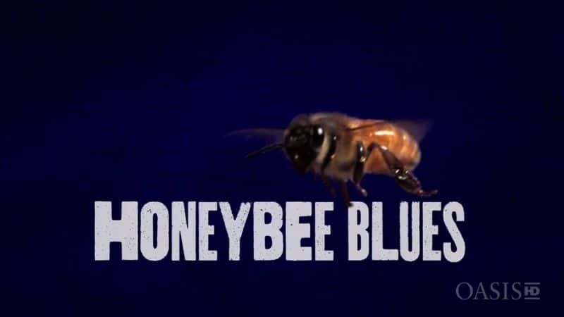 ¼Ƭ۷ Honeybee BluesĻ/Ļ