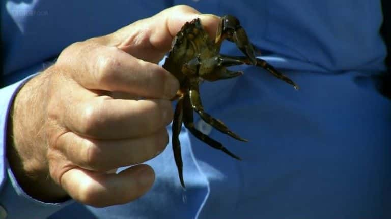 ¼Ƭʯص (BBC 1080p) The Secret Life of Rock Pools (BBC 1080p)1080Pȫ1-Ļ/Ļ