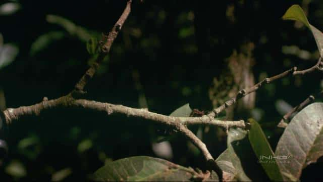 纪录片《热带雨林 Tropical Rainforest》[无字] [BT][DVD画质]资源下载