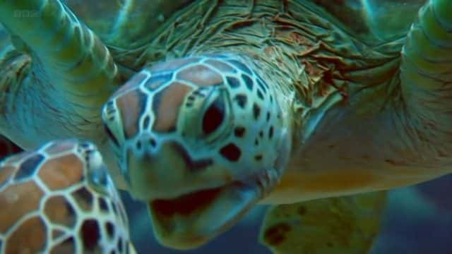 纪录片《海龟太平洋指南 (BBC) A Turtle's Guide to the Pacific (BBC)》[无字] [BT][DVD画质]资源下载