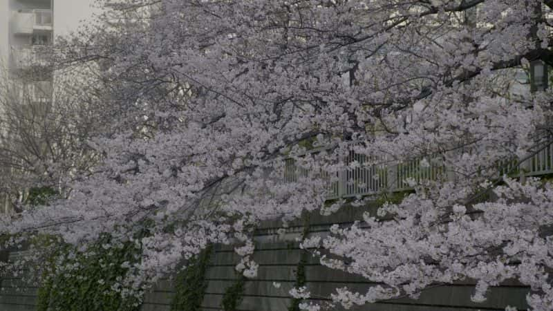 纪录片《樱花 Sakura》[无字][BT][1080P]资源下载