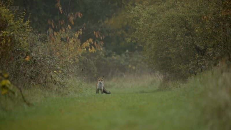 ¼Ƭٹ·صĻҰ The Hidden Wilds of the Motorway1080Pȫ1-Ļ/Ļ