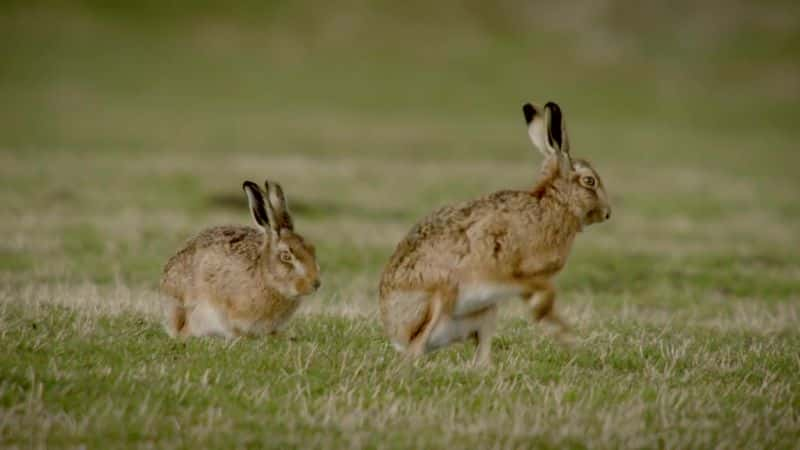 纪录片《2015 年复活节 Springwatch Springwatch at Easter 2015》[无字][BT][720P]资源下载