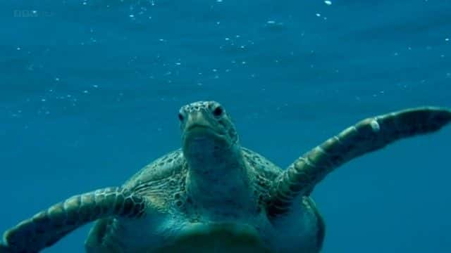 纪录片《海龟太平洋指南 (BBC) A Turtle's Guide to the Pacific (BBC)》[无字] [BT][DVD画质]资源下载