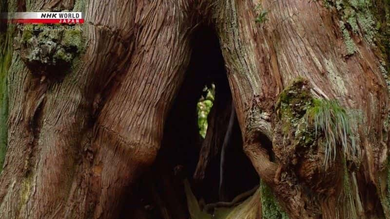 纪录片《种子岛和屋久岛：受自然启发 Tanegashima and Yakushima: Inspired by Nature》[无字][BT][1080P]资源下载