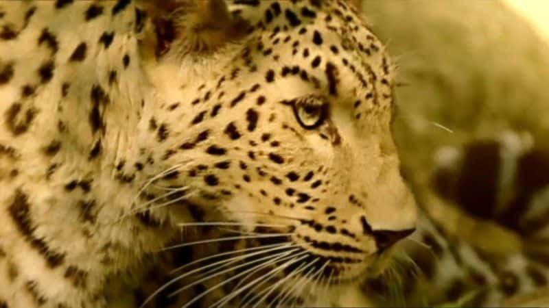 纪录片《秘密豹子 (BBC 1080p) The Secret Leopards (BBC 1080p)》[无字][BT][1080P][720P]双画质资源下载