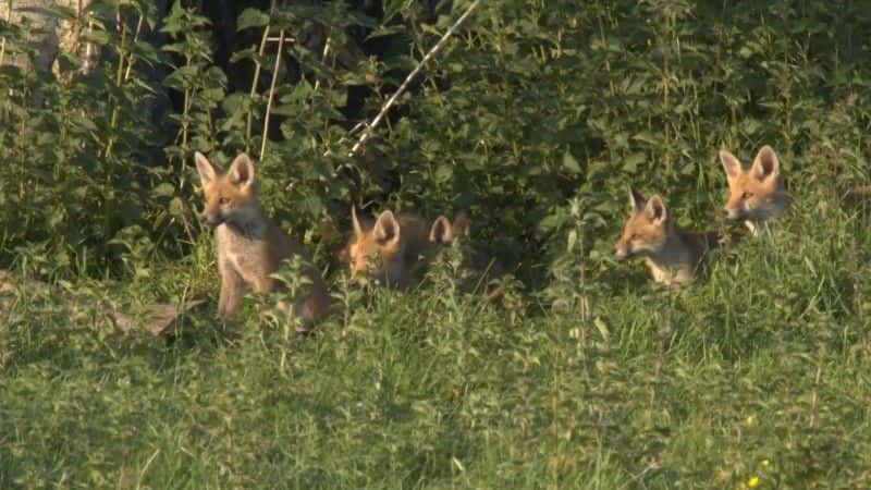 纪录片《春季观察 2017 Springwatch 2017》[无字][BT][1080P]资源下载