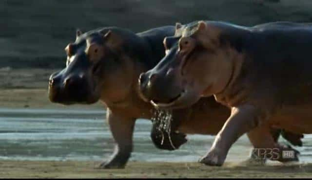 ¼Ƭ̲ Hippo Beachȫ1-Ļ/Ļ