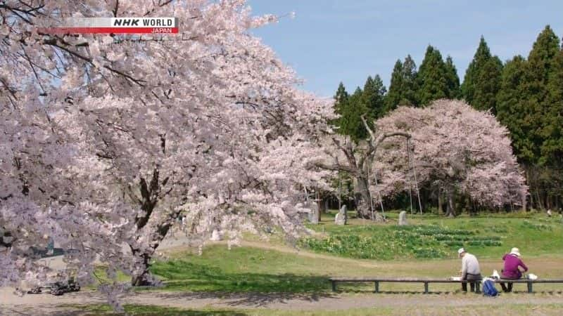 纪录片《东北的樱花 Tohoku's Cherry Blossoms》[无字][BT][DVD]资源下载