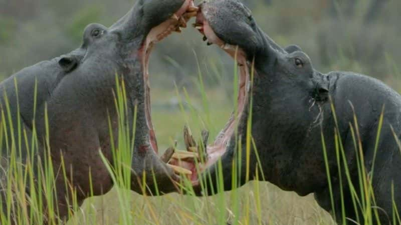 纪录片《河马：非洲的河流巨人 Hippos: Africa's River Giants》[无字][BT][720P]资源下载