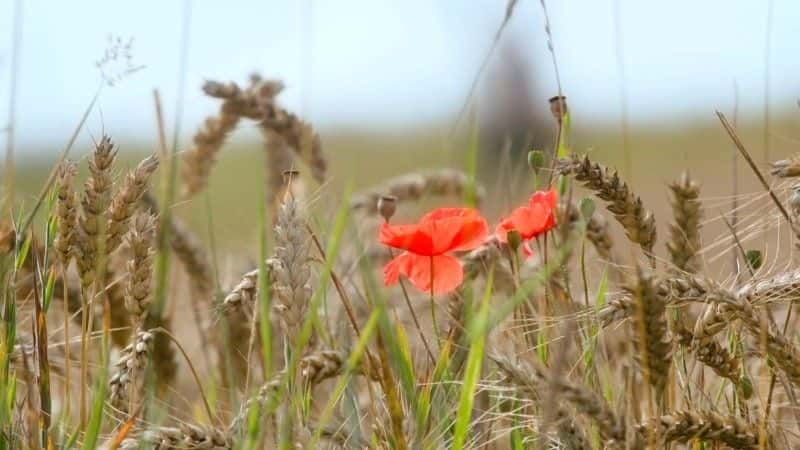 ¼Ƭ1916 ķӣ The Somme 1916: From Both Sides of the Wireȫ3-Ļ/Ļ