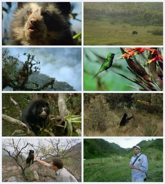 纪录片《眼镜熊：森林之影 Spectacled Bears: Shadows of the Forest》[无字] [BT][DVD画质]资源下载