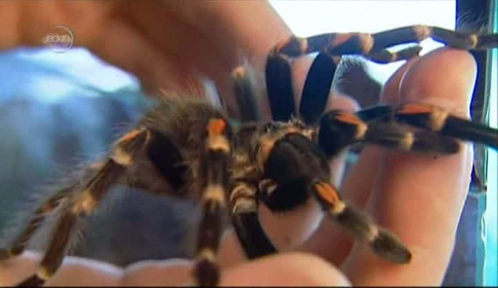 纪录片《塔兰图拉毒蛛：澳大利亚蜘蛛之王 Tarantula: Australia's King of Spiders》[无字][BT][720P]资源下载