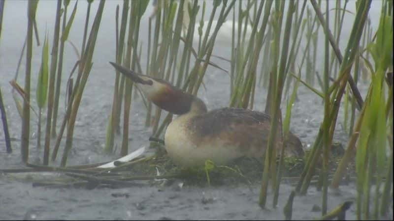 ¼Ƭ2020 괺۲ Springwatch 20201080P-Ļ/Ļ